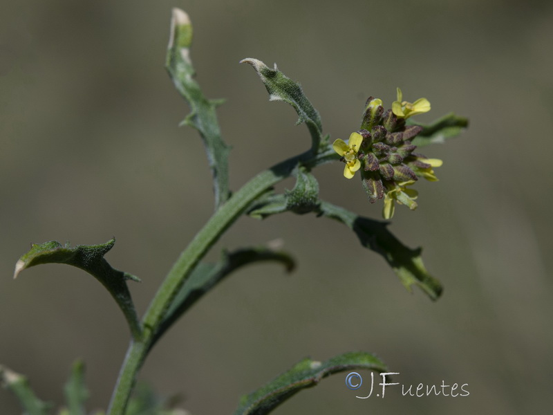 Erysimum incanum incanum.11