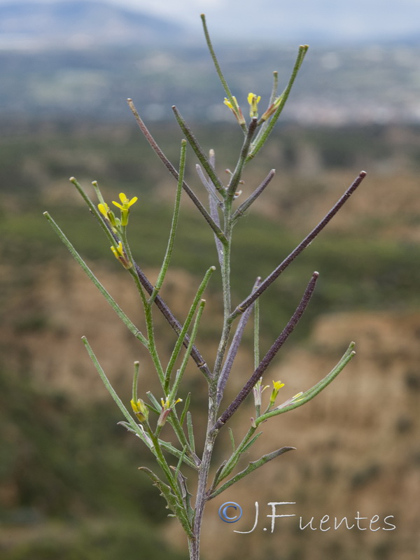 Erysimum incanum mairei.01