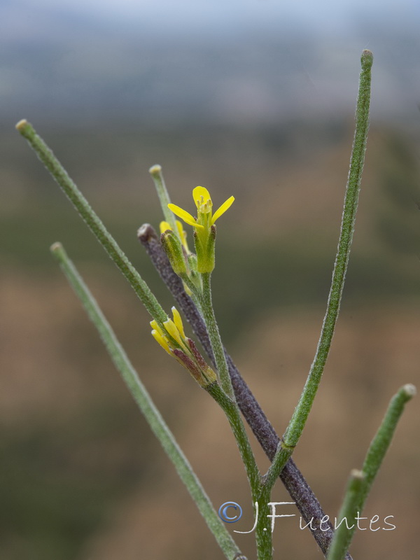 Erysimum incanum mairei.03