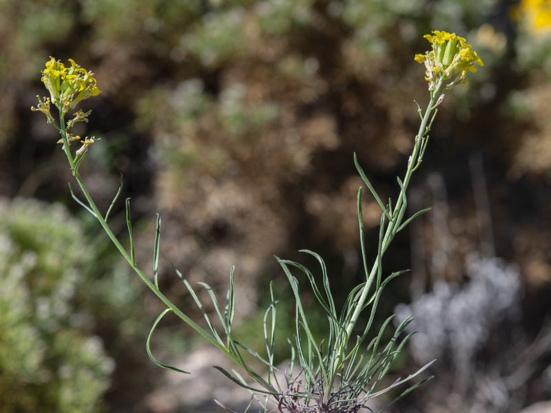 Erysimum medio hispanicum mediohispanicum hispanicum.02