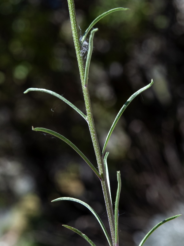 Erysimum medio hispanicum mediohispanicum hispanicum.04