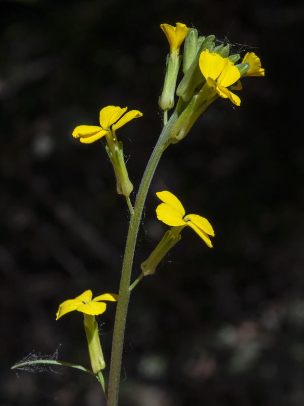 Erysimum medio hispanicum mediohispanicum hispanicum.06