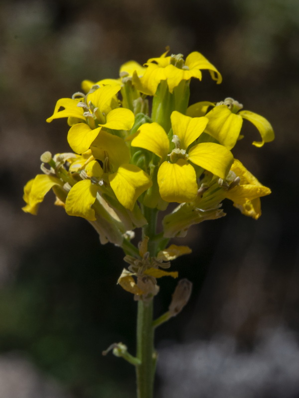 Erysimum medio hispanicum mediohispanicum hispanicum.08