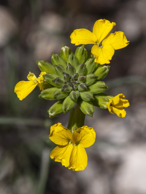 Erysimum medio hispanicum mediohispanicum hispanicum.09