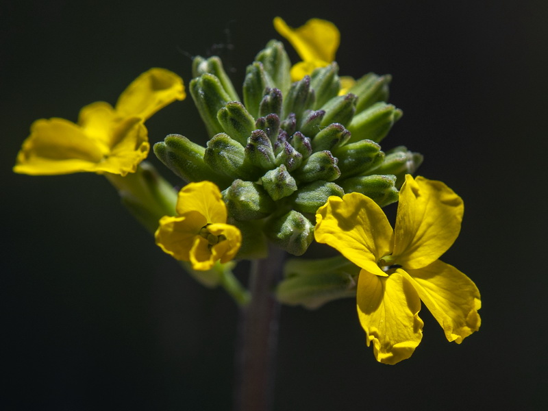 Erysimum medio hispanicum mediohispanicum hispanicum.12