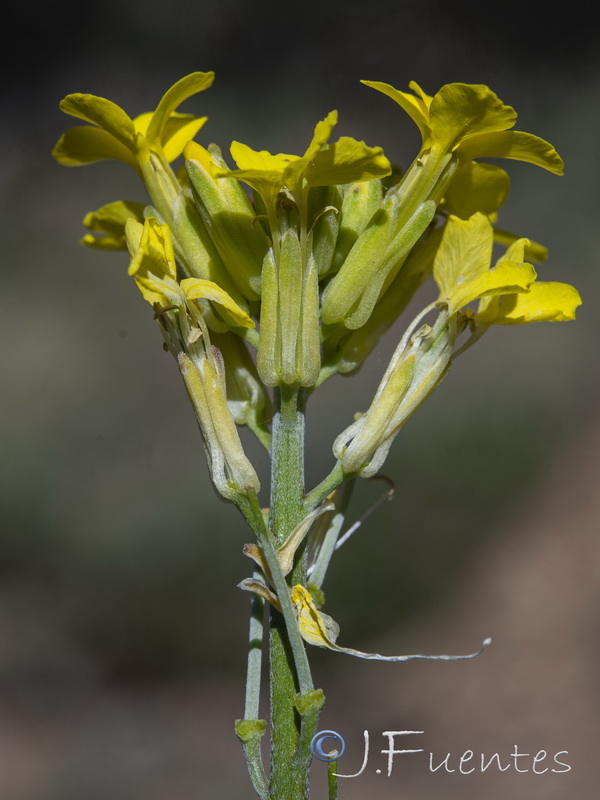 Erysimum medio hispanicum mediohispanicum hispanicum.07