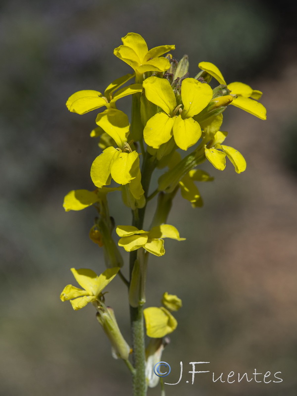 Erysimum medio hispanicum mediohispanicum hispanicum.17