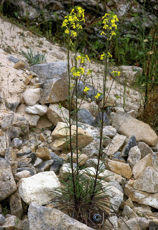 Erysimum medio hispanicum rondae.08