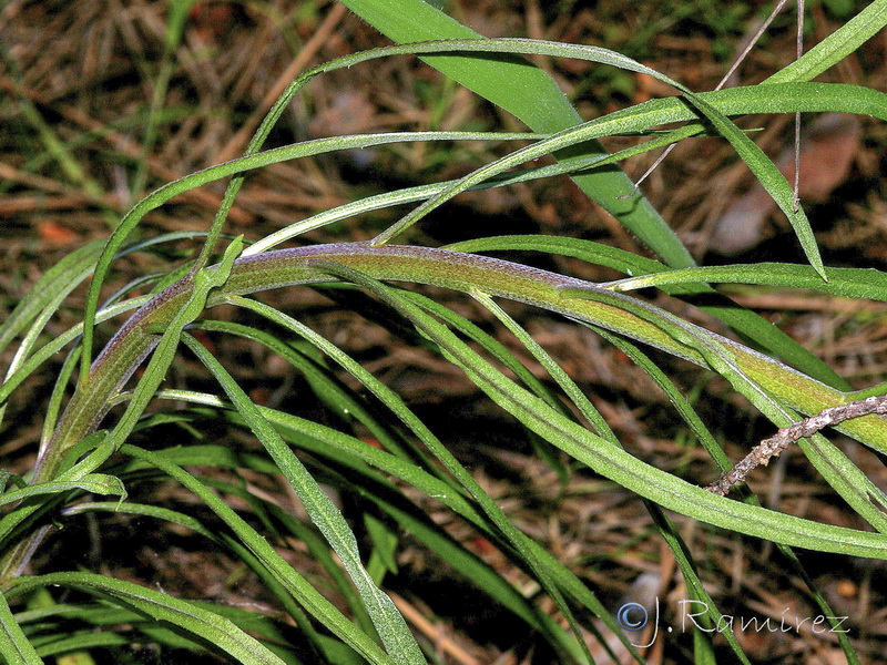 Erysimum medio hispanicum rondae.10