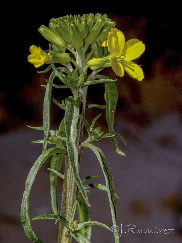Erysimum medio hispanicum rondae.12