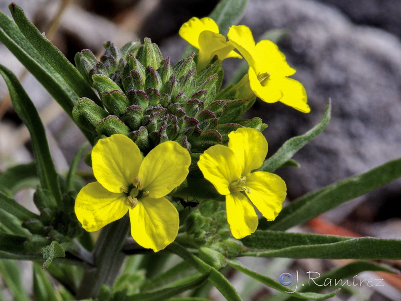 Erysimum medio hispanicum rondae.15
