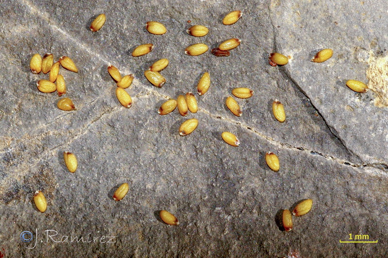Erysimum medio hispanicum rondae.16