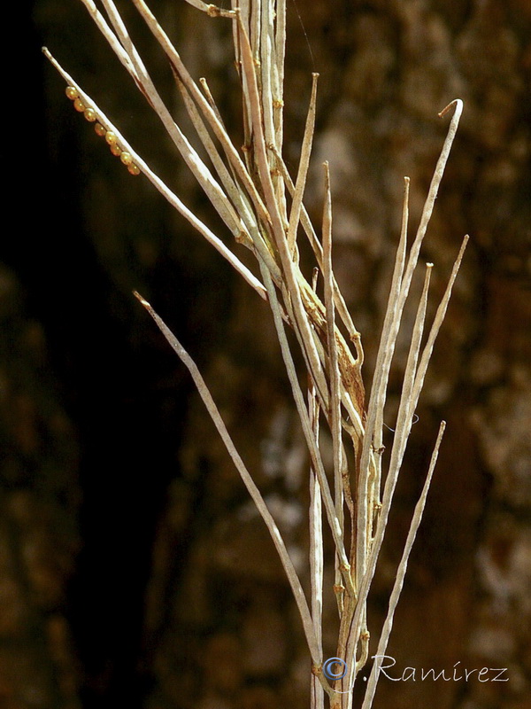 Erysimum medio hispanicum rondae.17
