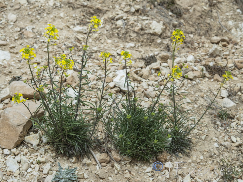 Erysimum medio hispanicum rondae.18