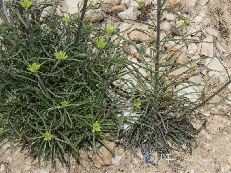 Erysimum medio hispanicum rondae.19