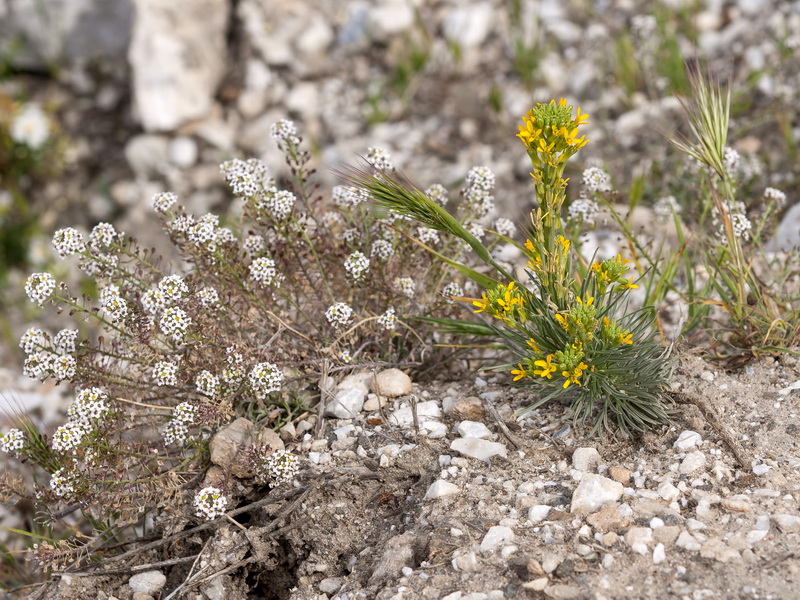 Erysimum myriophyllum.02