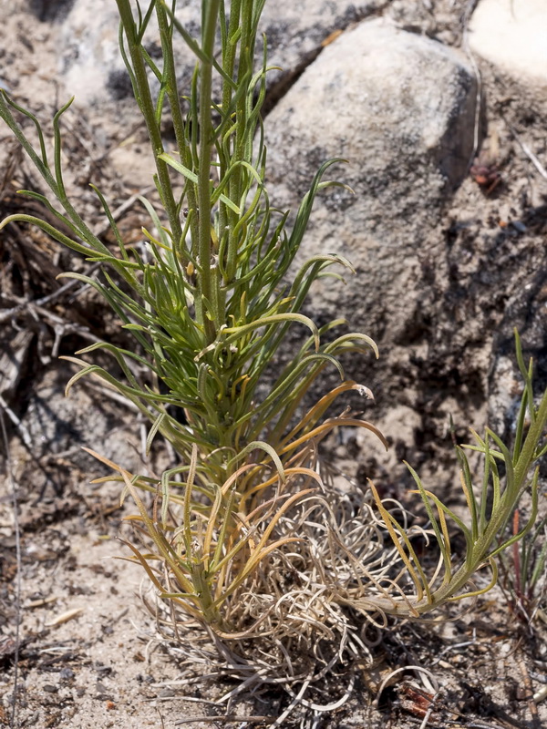 Erysimum myriophyllum.03