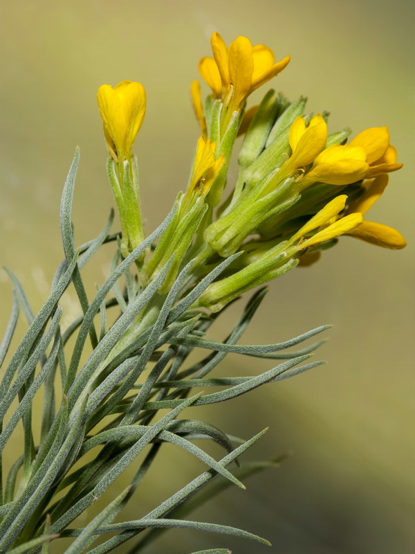 Erysimum myriophyllum.04