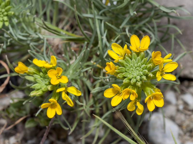 Erysimum myriophyllum.05