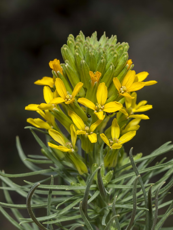 Erysimum myriophyllum.07