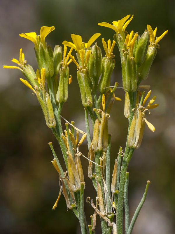 Erysimum myriophyllum.09