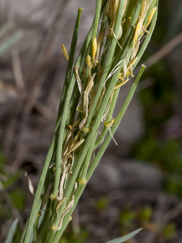 Erysimum myriophyllum.11