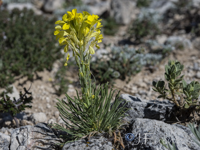 Erysimum myriophyllum.24