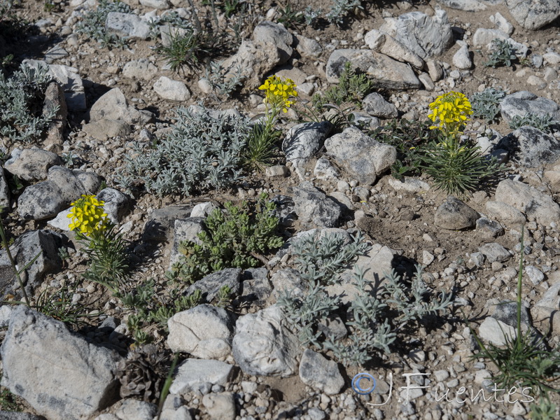 Erysimum myriophyllum.25