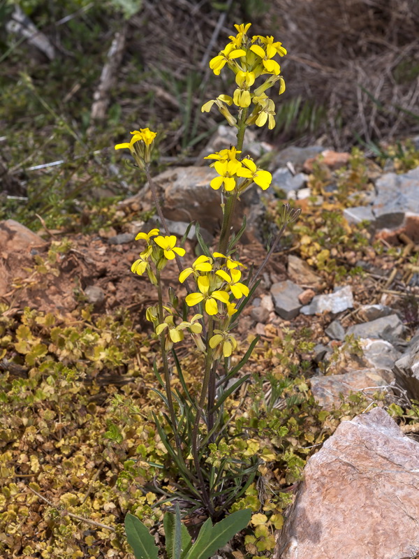 Erysimum nevadense.01