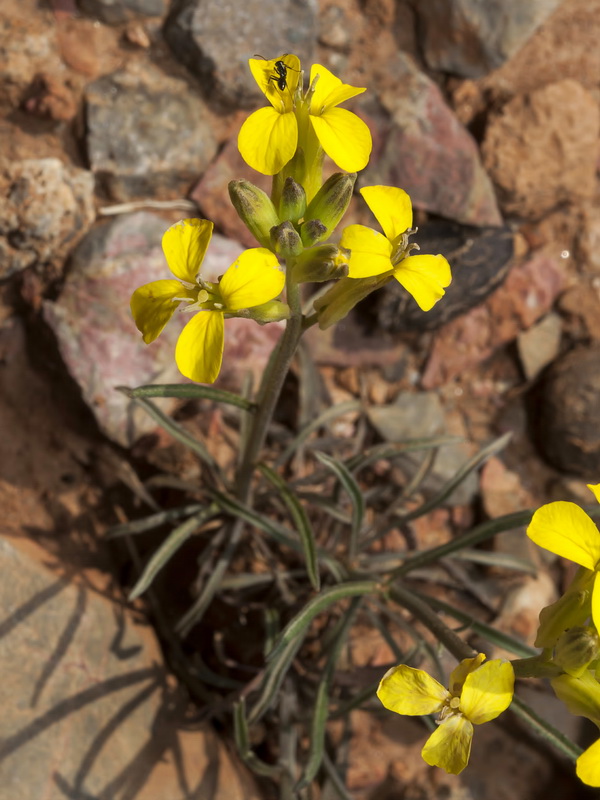 Erysimum nevadense.02