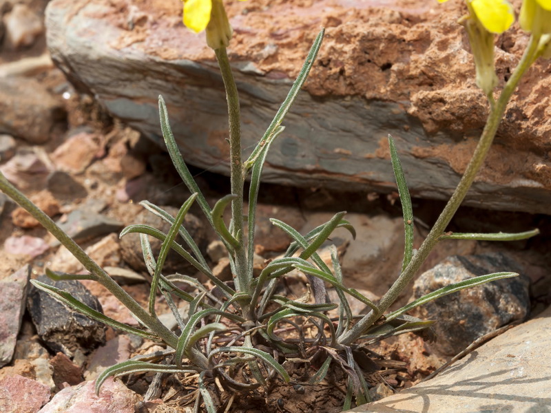 Erysimum nevadense.03