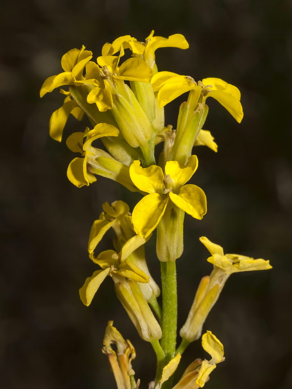 Erysimum nevadense.04