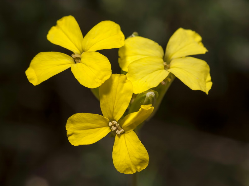 Erysimum nevadense.06