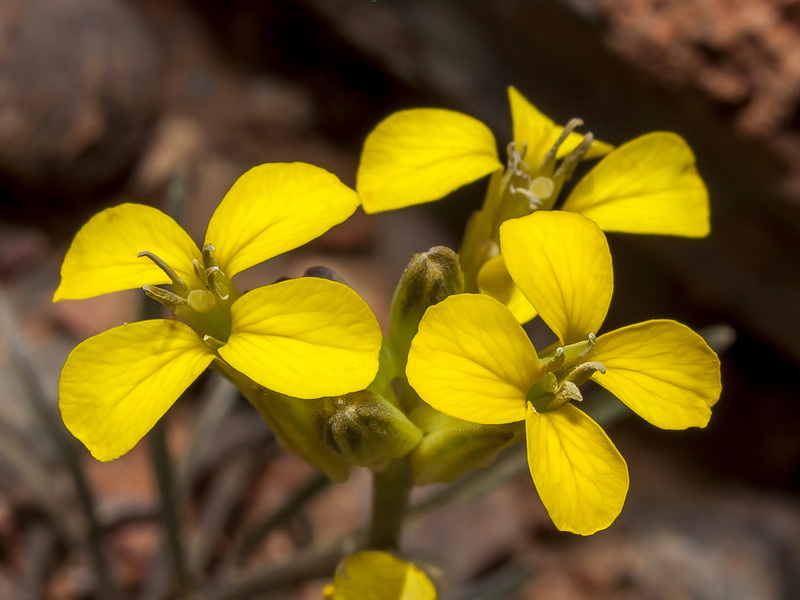 Erysimum nevadense.08