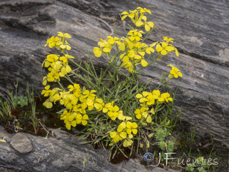 Erysimum nevadense.11