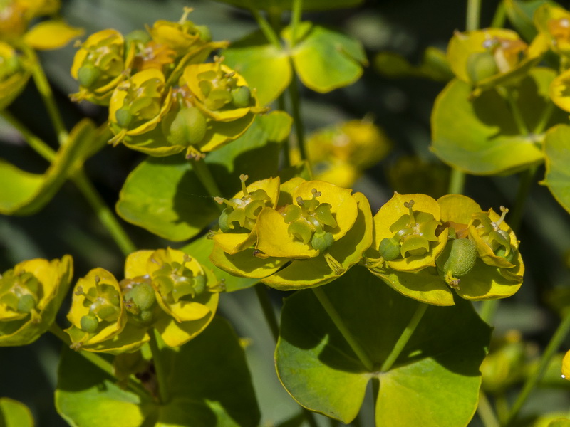 Euphorbia segetalis a.01