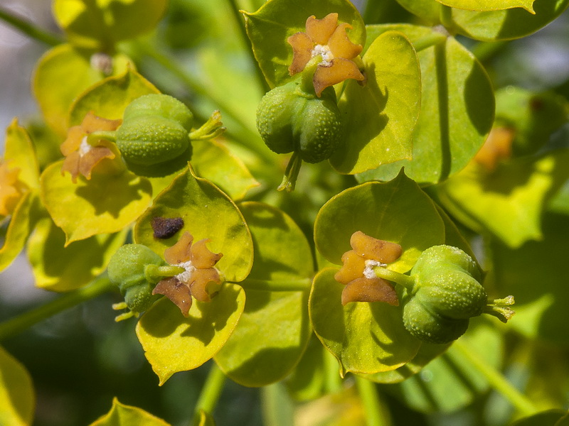 Euphorbia segetalis a.03