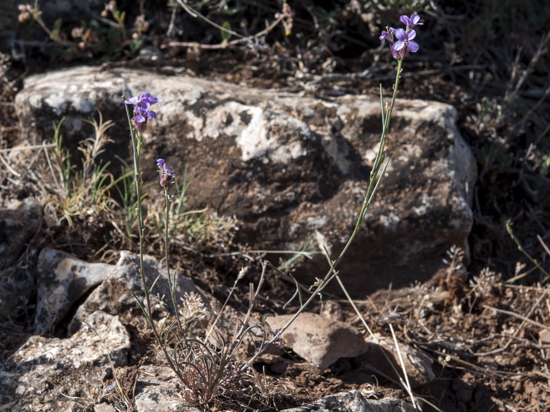 Erysimum popovii.02