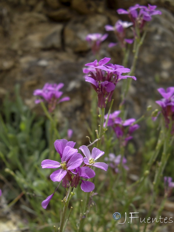 Erysimum popovii.11