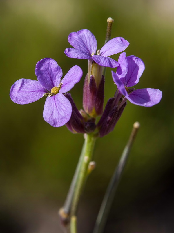 Erysimum popovii.13