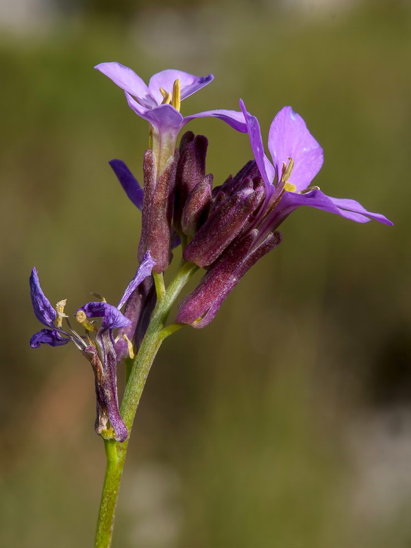 Erysimum popovii.15