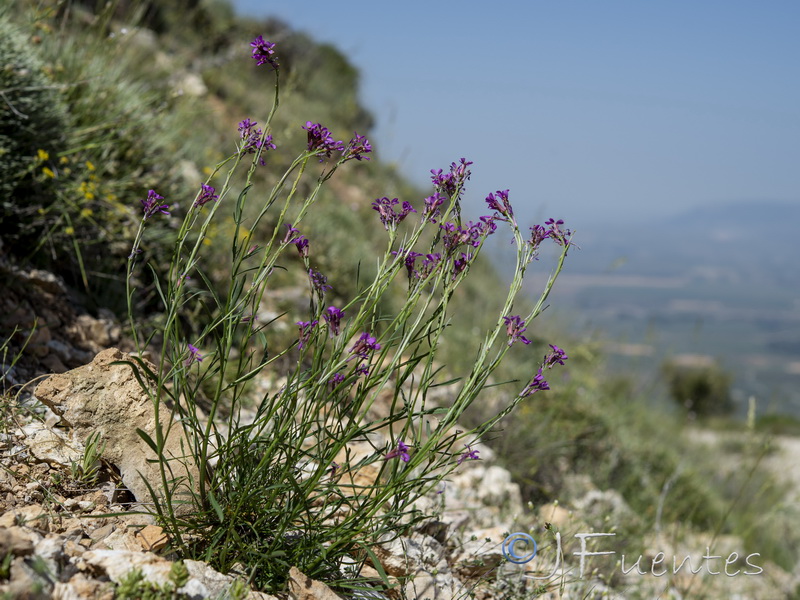 Erysimum popovii.04