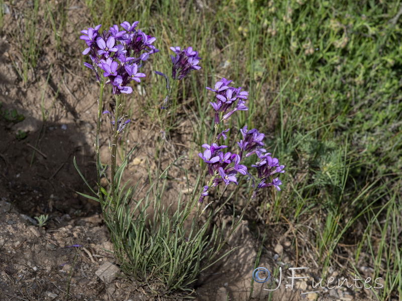 Erysimum popovii.26