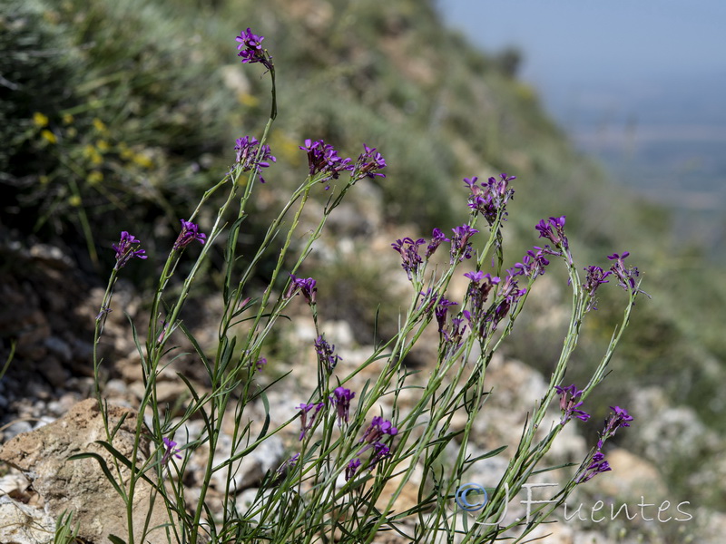 Erysimum popovii.27