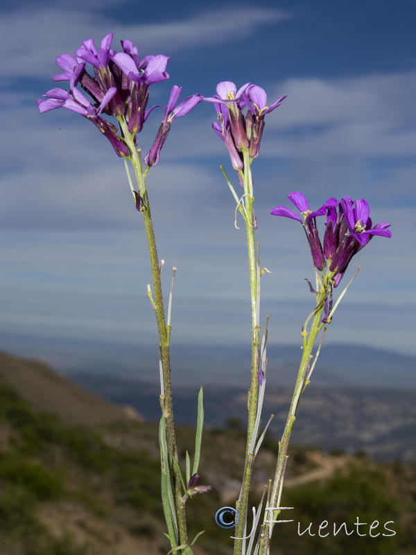 Erysimum popovii.28