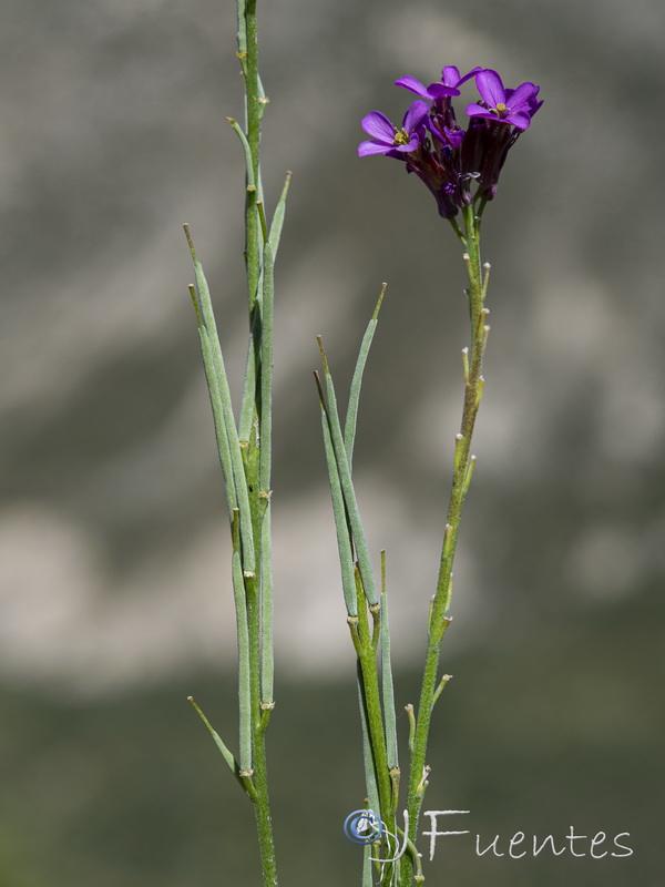 Erysimum popovii.23