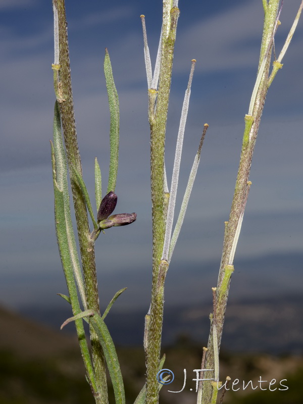 Erysimum popovii.32