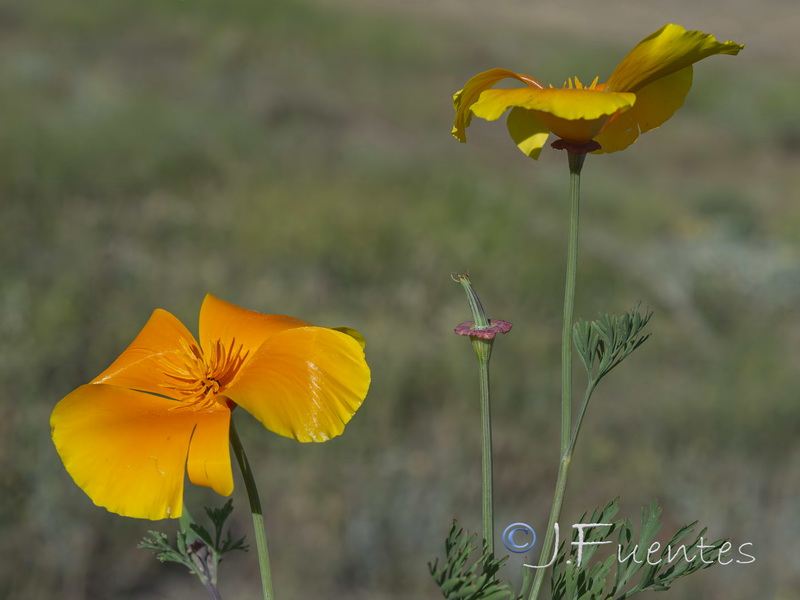 Eschscholzia californica.03
