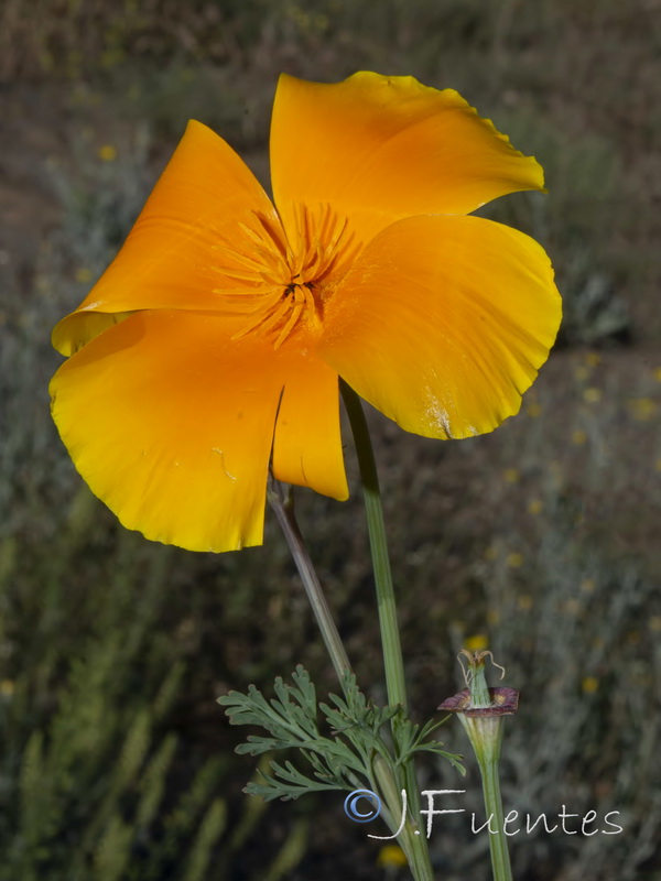 Eschscholzia californica.04