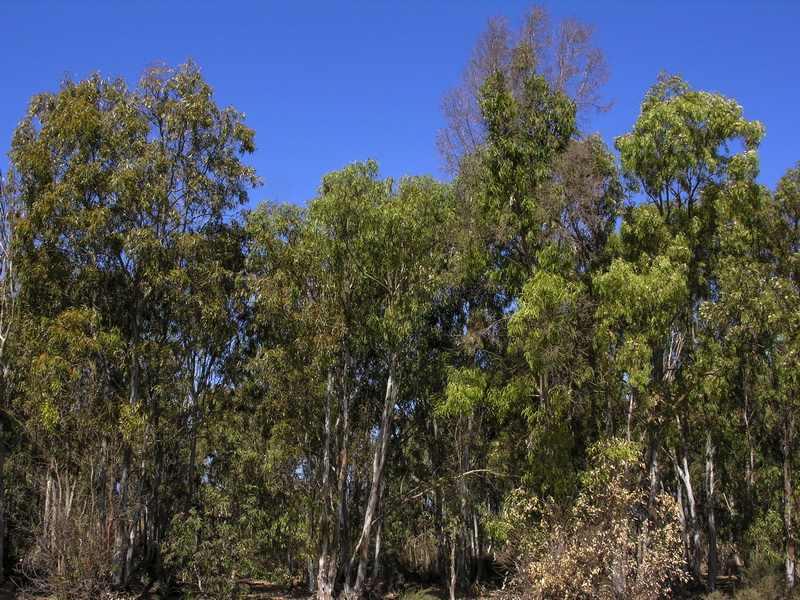 Eucalyptus camaldulensis.01
